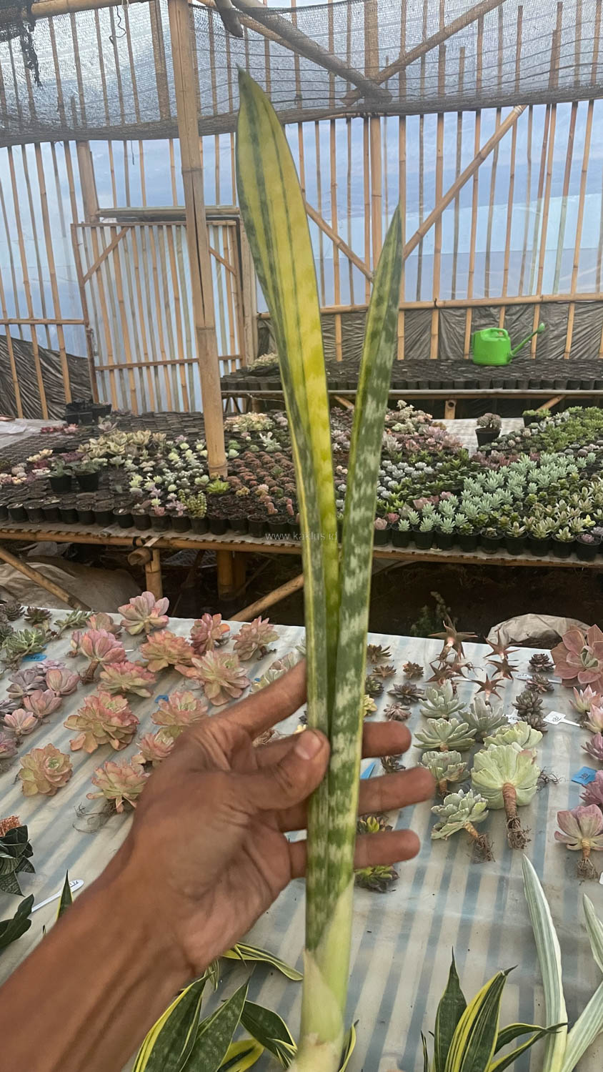 1067. Sansevieria Parva Stick Variegated Size 30 Cm - Image 4