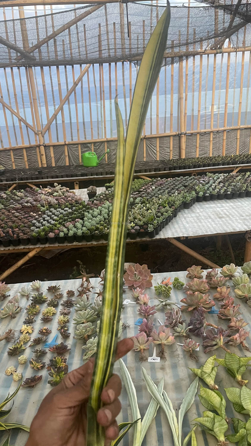1067. Sansevieria Parva Stick Variegated Size 30 Cm - Image 8