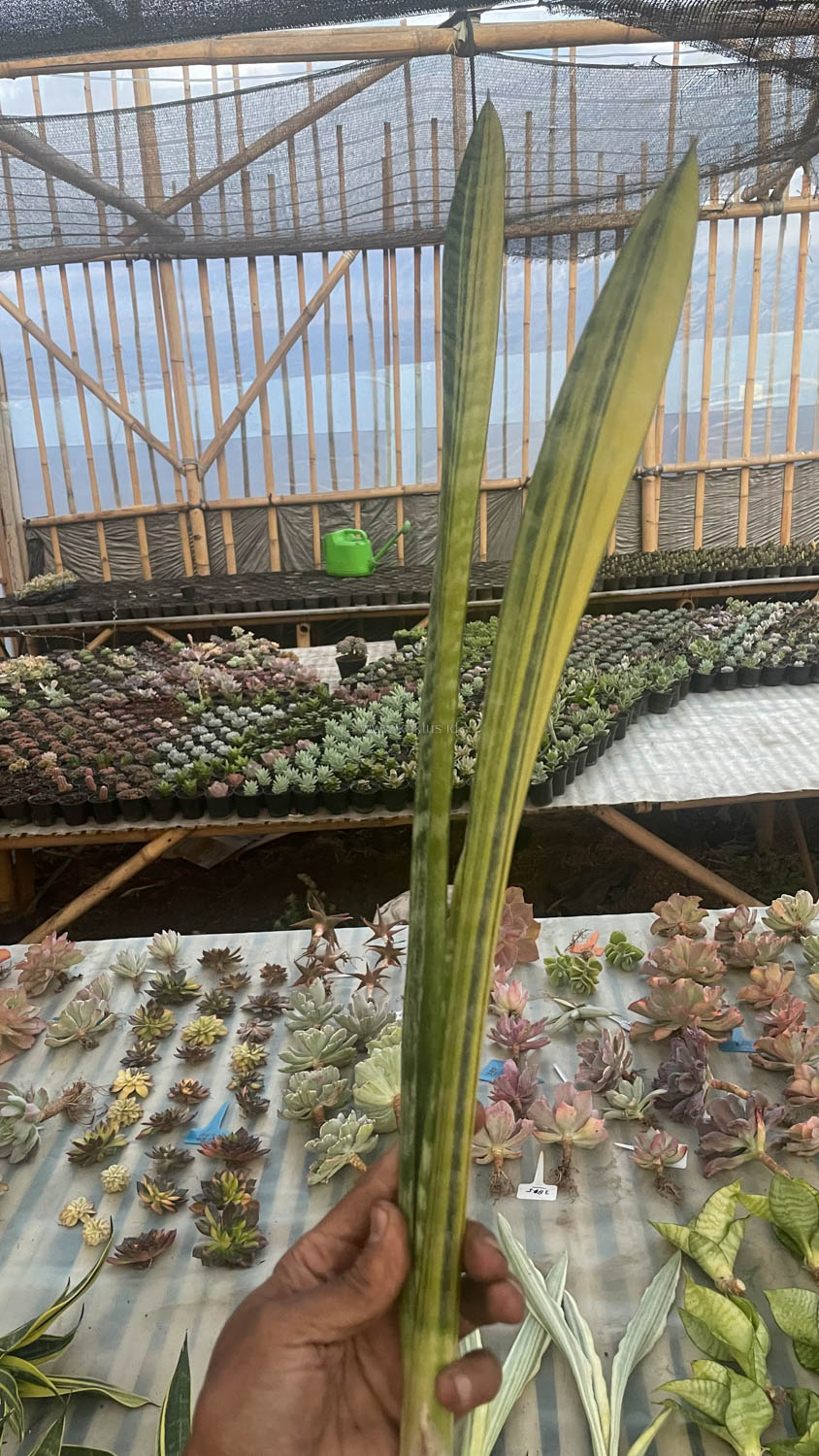 1067. Sansevieria Parva Stick Variegated Size 30 Cm - Image 6
