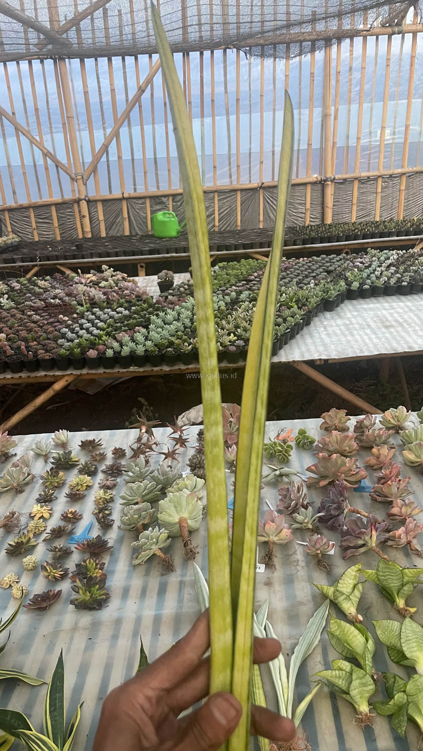 1067. Sansevieria Parva Stick Variegated Size 30 Cm - Image 3
