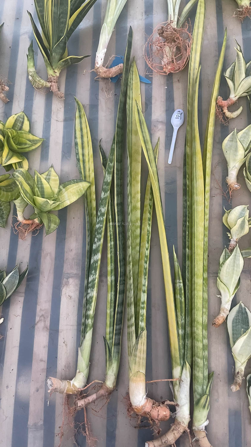 1067. Sansevieria Parva Stick Variegated Size 30 Cm - Image 10