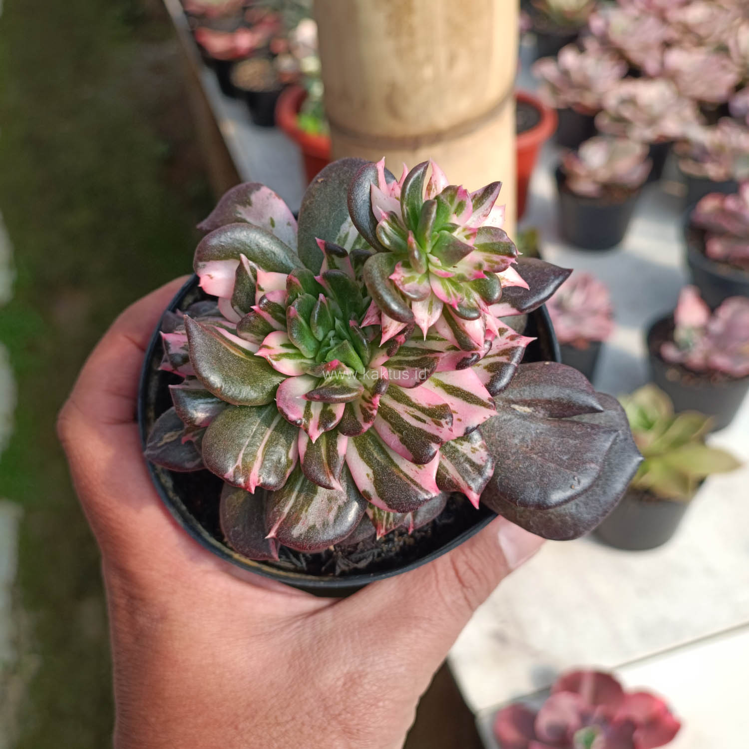 1168. Echeveria Black Pink Prince Cluster - Image 14