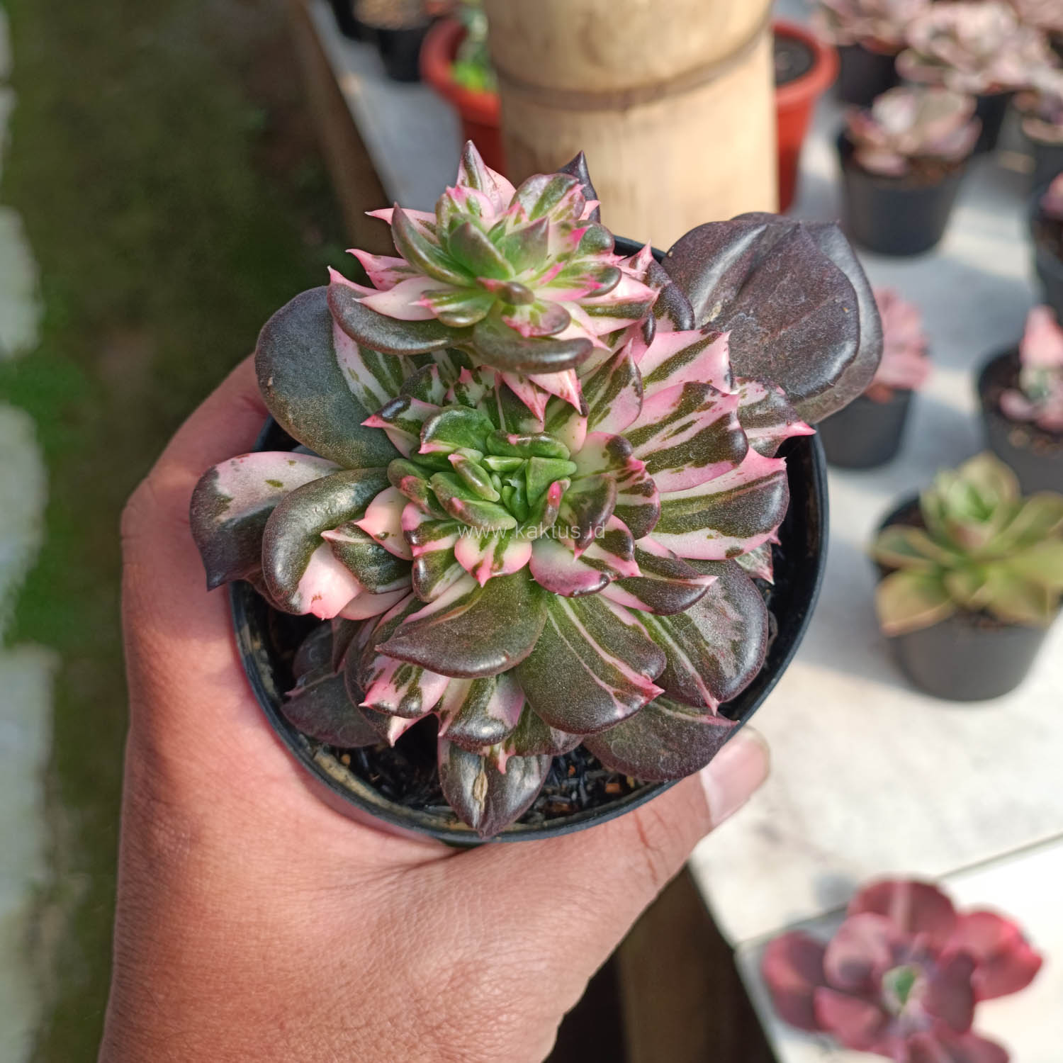 1168. Echeveria Black Pink Prince Cluster - Image 15