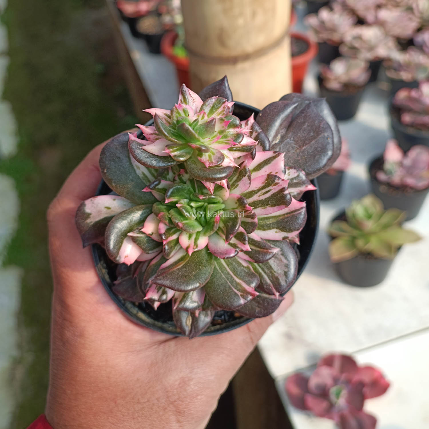 1168. Echeveria Black Pink Prince Cluster - Image 16