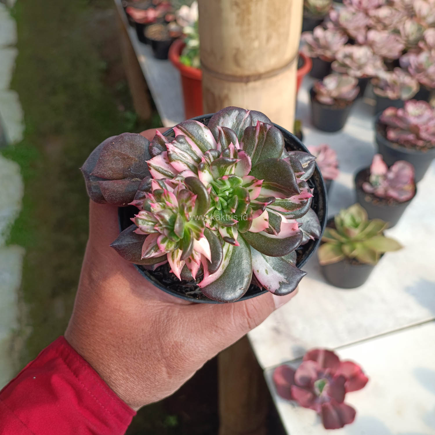 1168. Echeveria Black Pink Prince Cluster - Image 4
