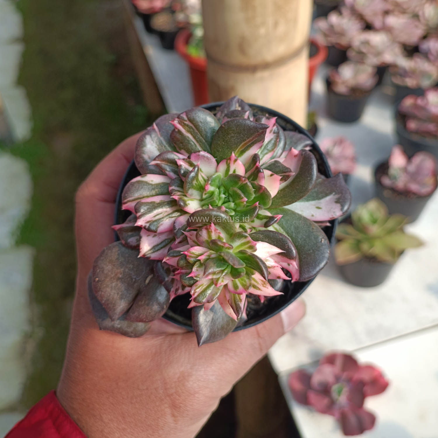 1168. Echeveria Black Pink Prince Cluster - Image 6