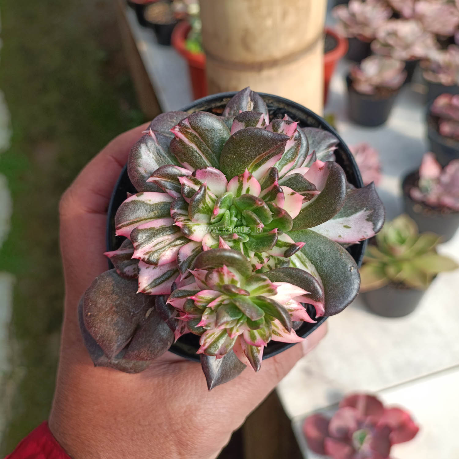 1168. Echeveria Black Pink Prince Cluster - Image 7