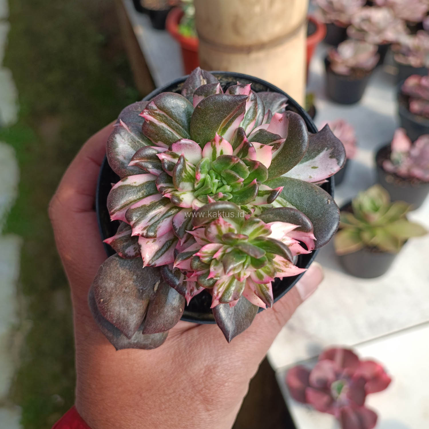 1168. Echeveria Black Pink Prince Cluster - Image 9