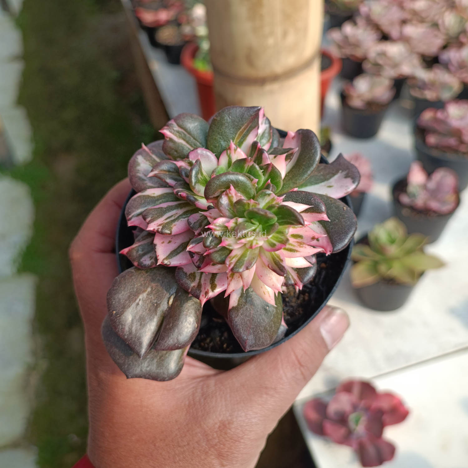 1168. Echeveria Black Pink Prince Cluster - Image 10