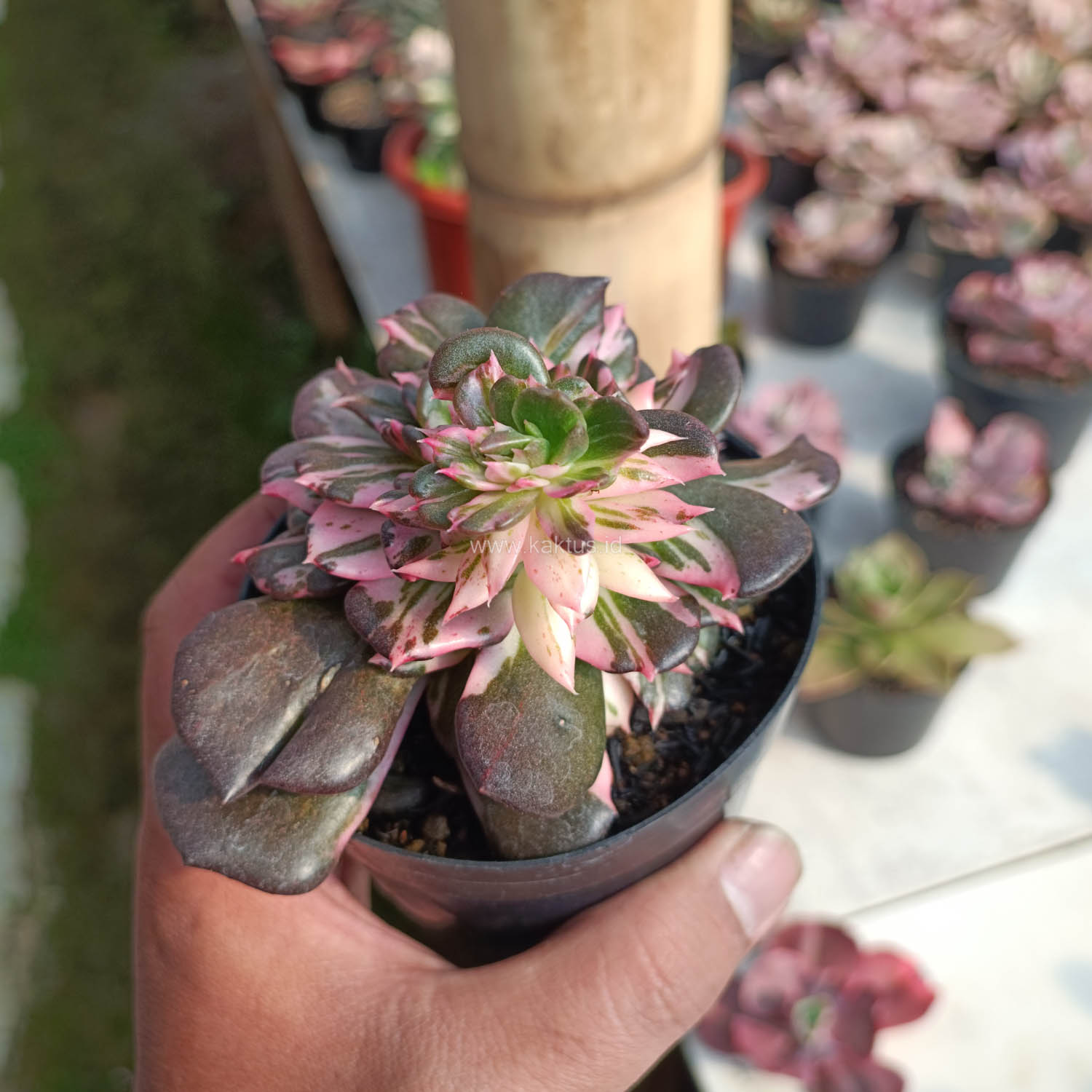 1168. Echeveria Black Pink Prince Cluster - Image 11