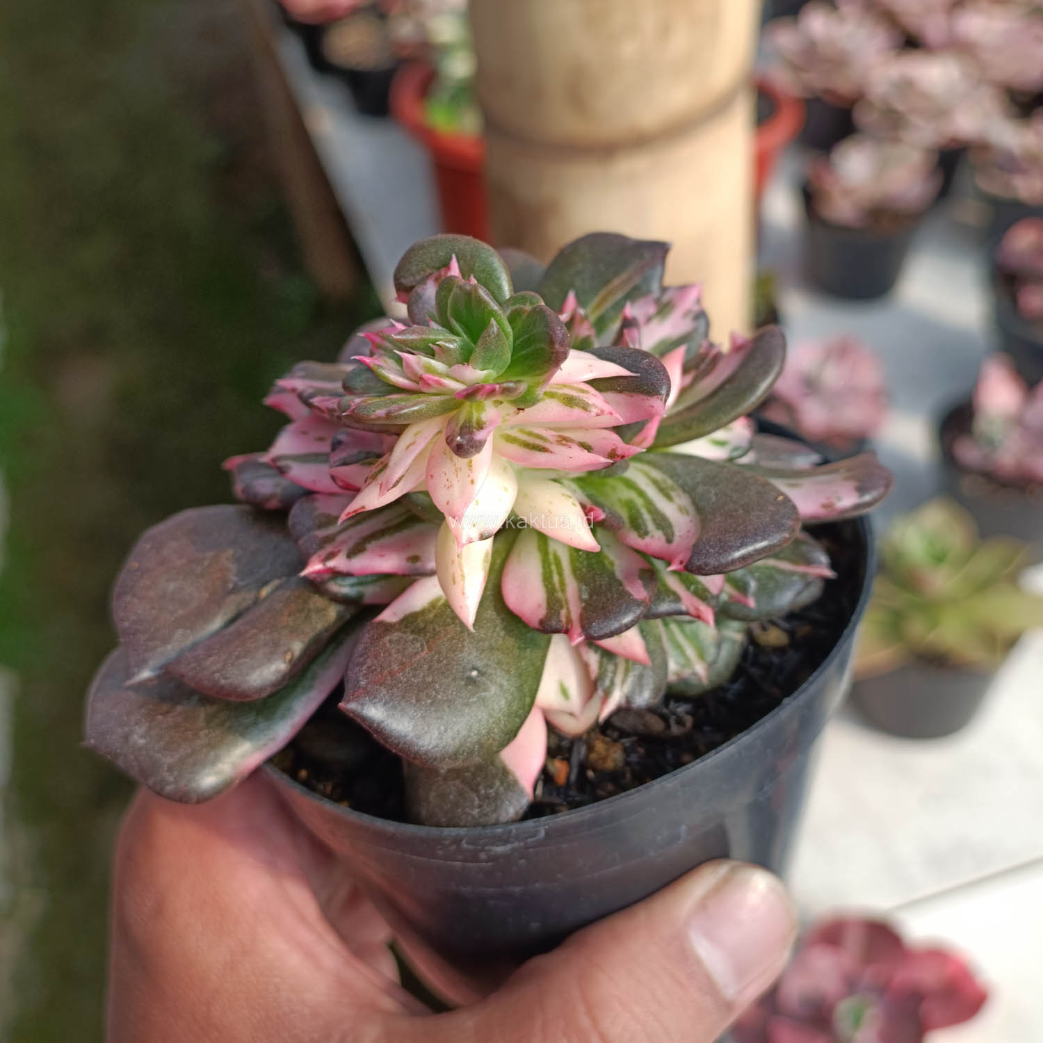 1168. Echeveria Black Pink Prince Cluster - Image 12