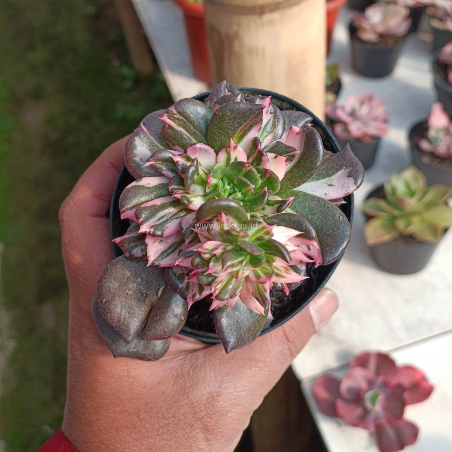 1168. Echeveria Black Pink Prince Cluster - Image 13