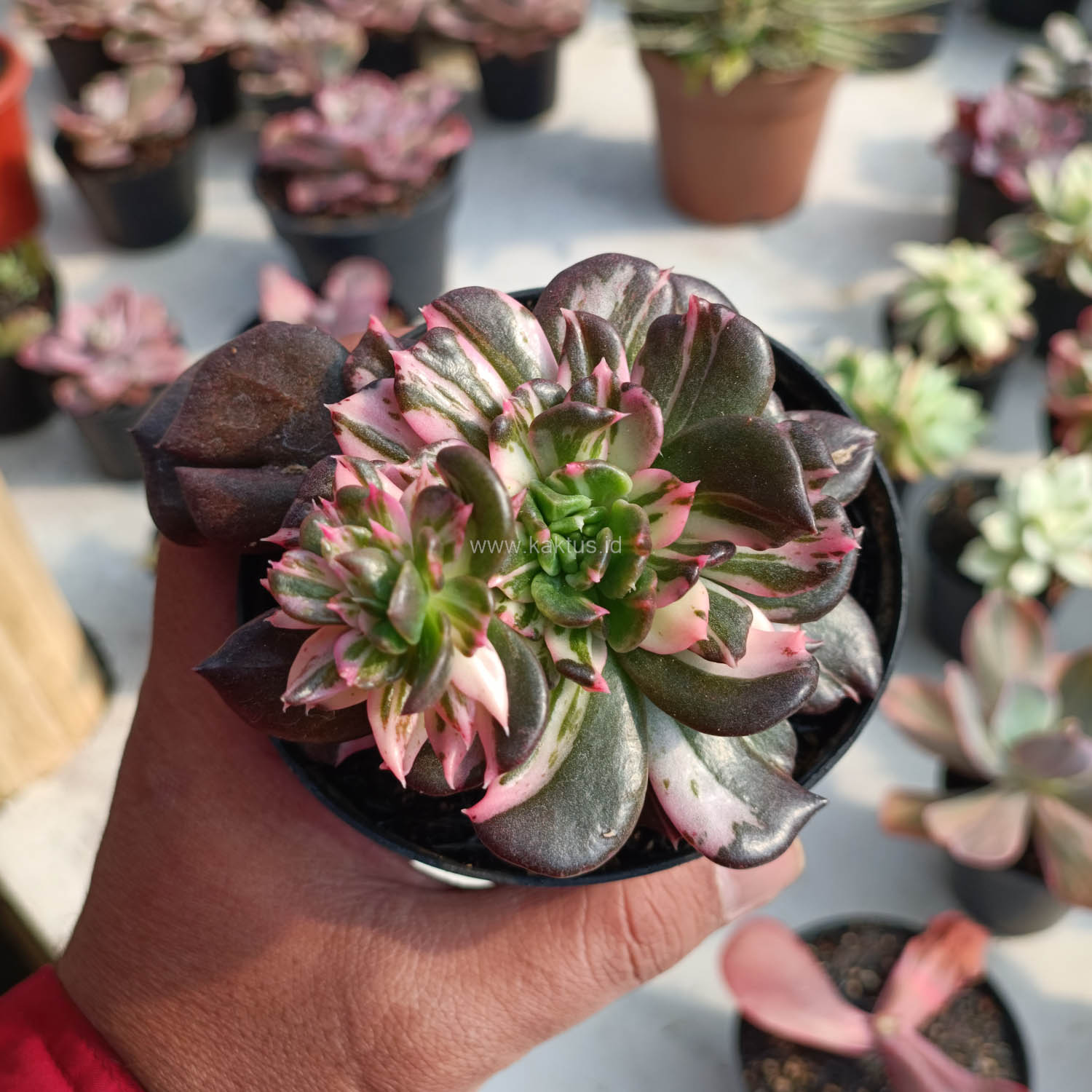 1168. Echeveria Black Pink Prince Cluster - Image 2