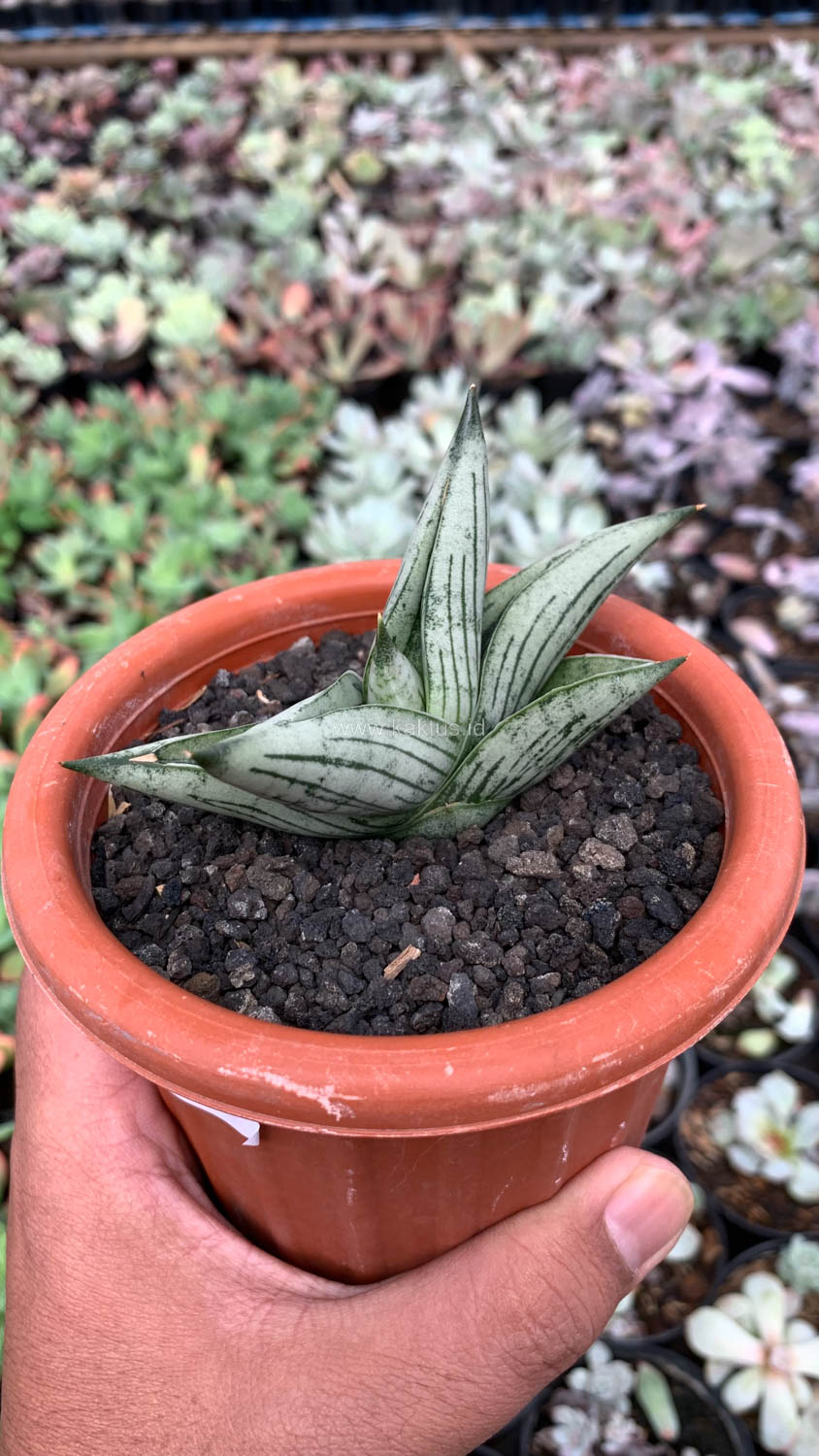 1069. Sansevieria Rookie - Image 3