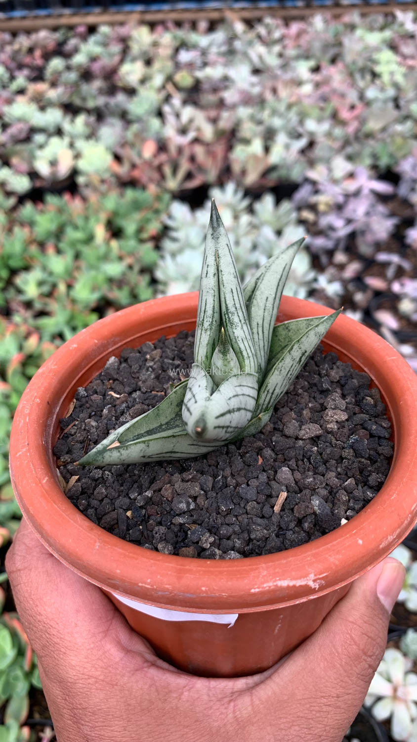 1069. Sansevieria Rookie - Image 4