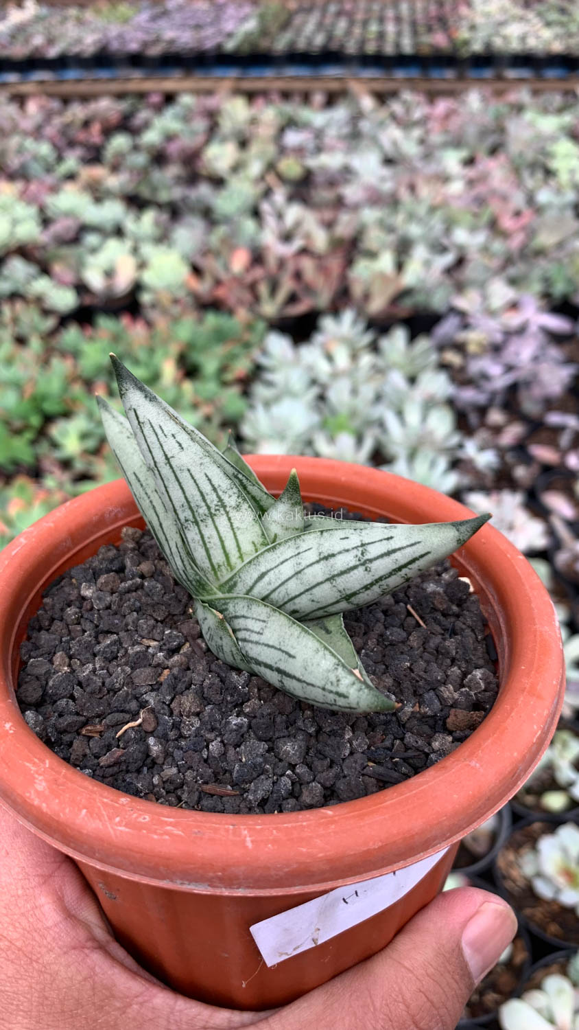 1069. Sansevieria Rookie - Image 5