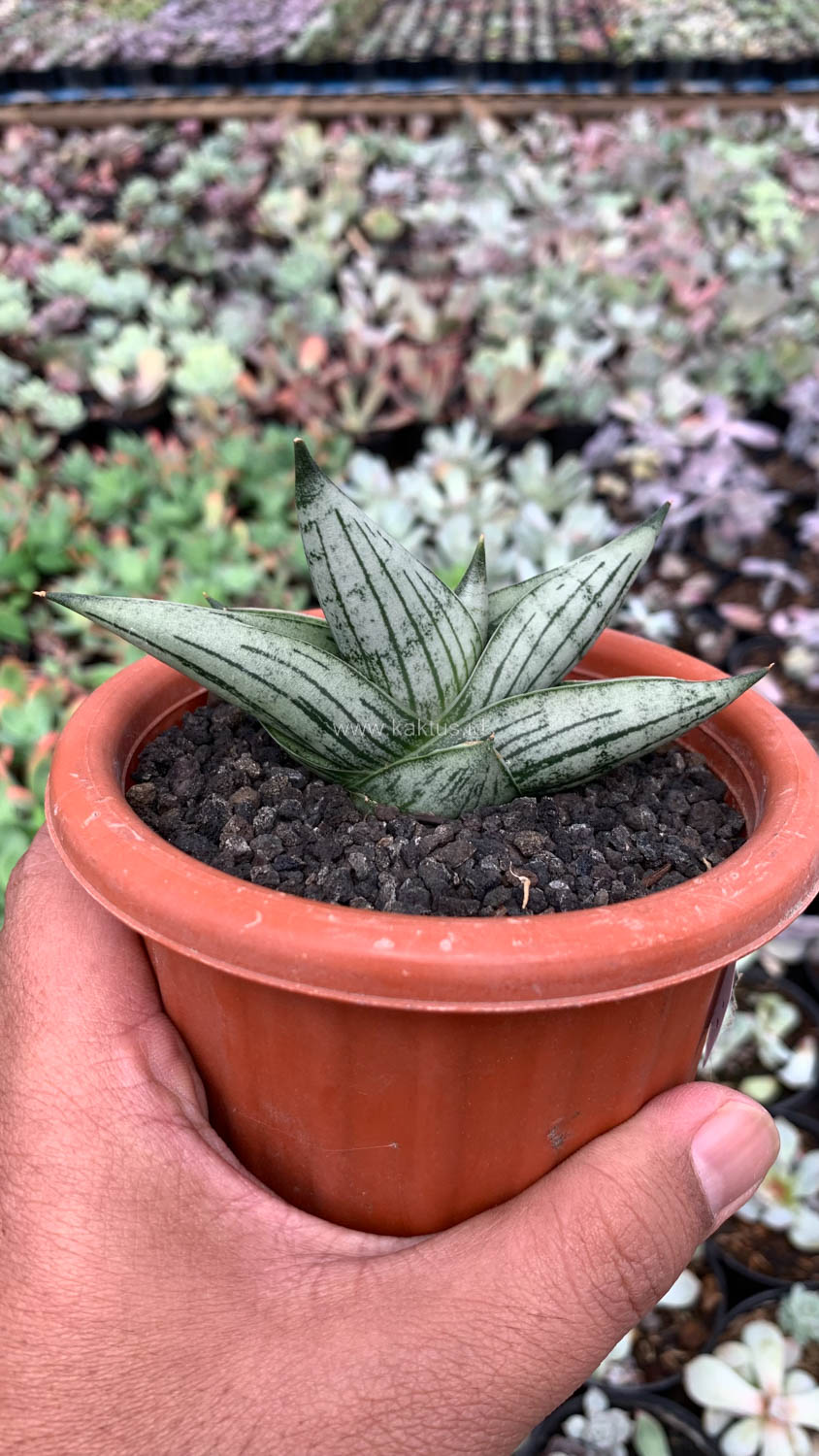 1069. Sansevieria Rookie - Image 6
