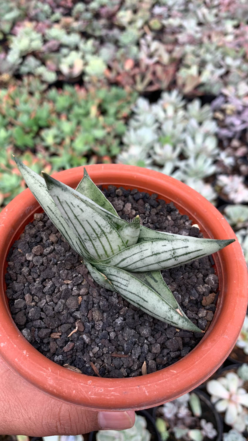 1069. Sansevieria Rookie - Image 7