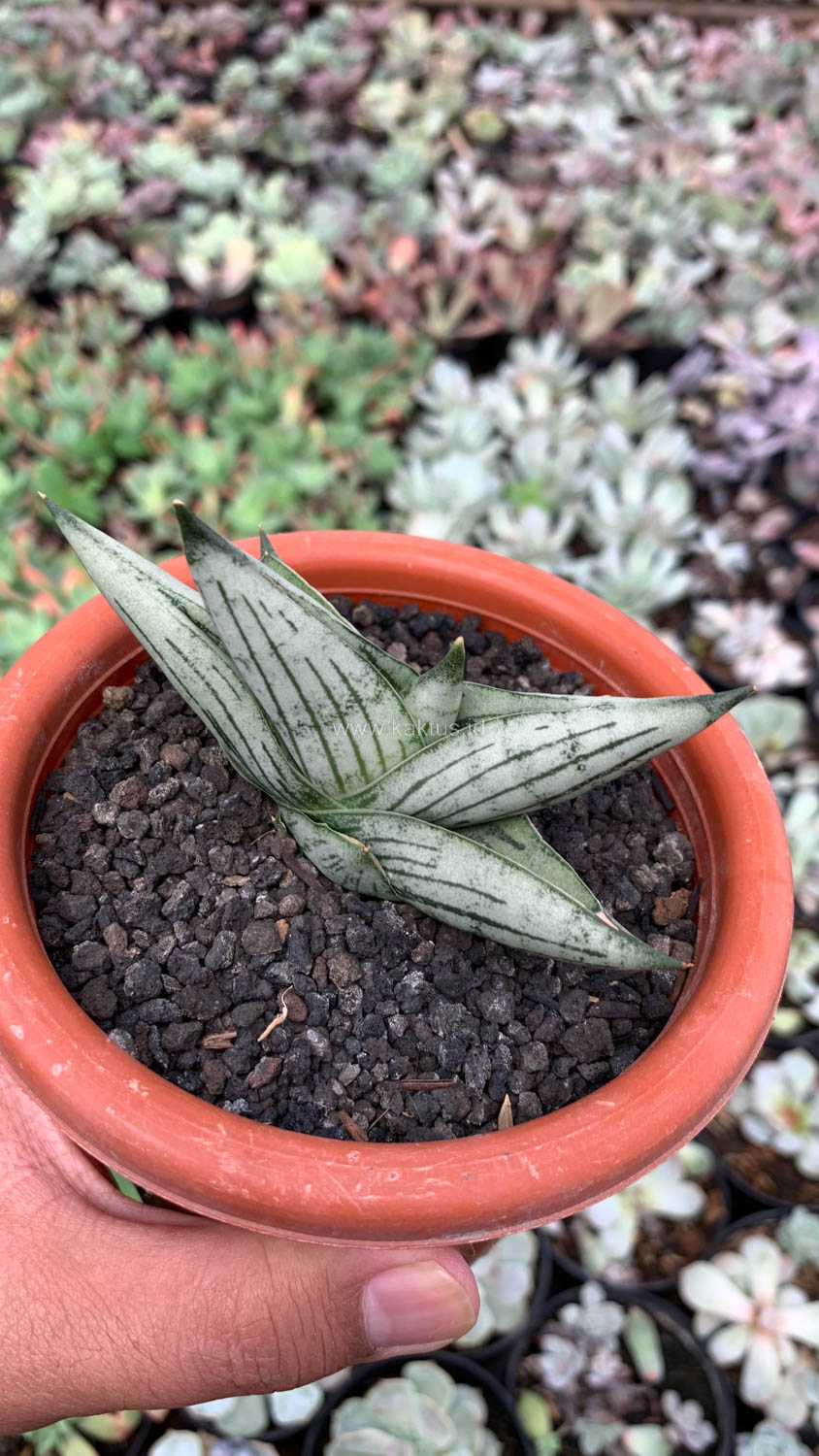 1069. Sansevieria Rookie - Image 8