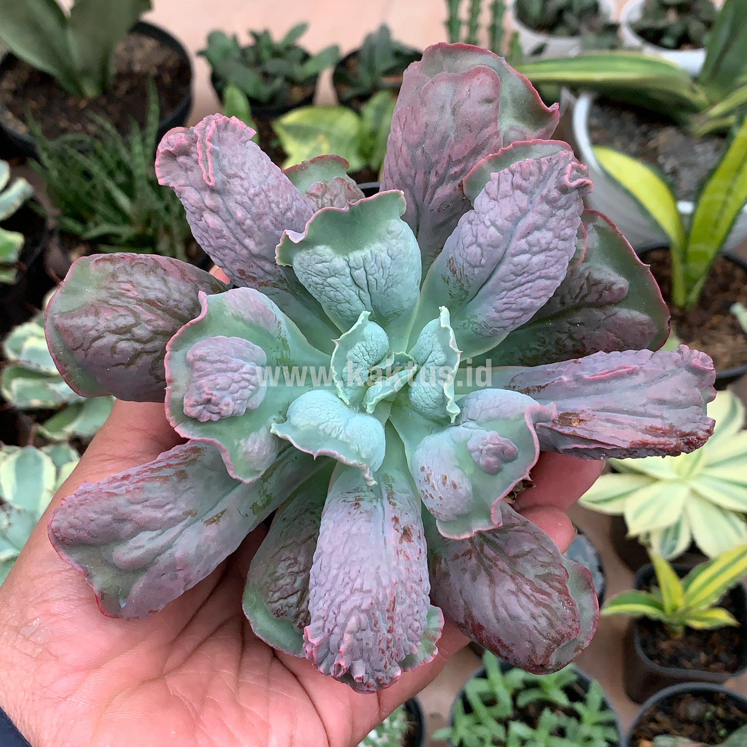 107. Echeveria Culibra - Image 6