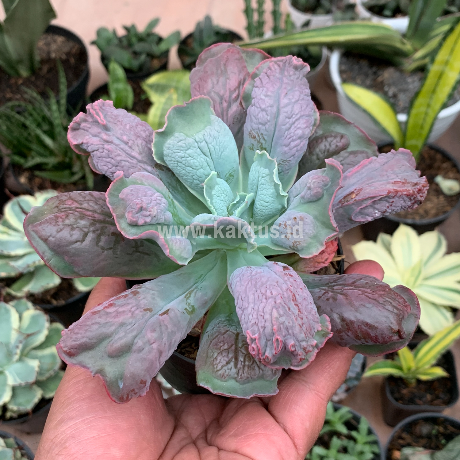 107. Echeveria Culibra - Image 4