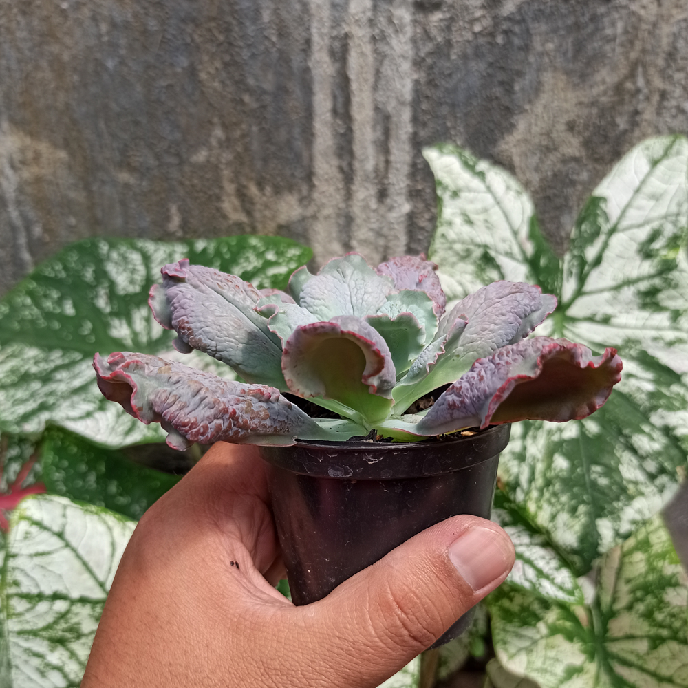 107. Echeveria Culibra - Image 7