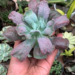 Alternative view of 107. Echeveria Culibra