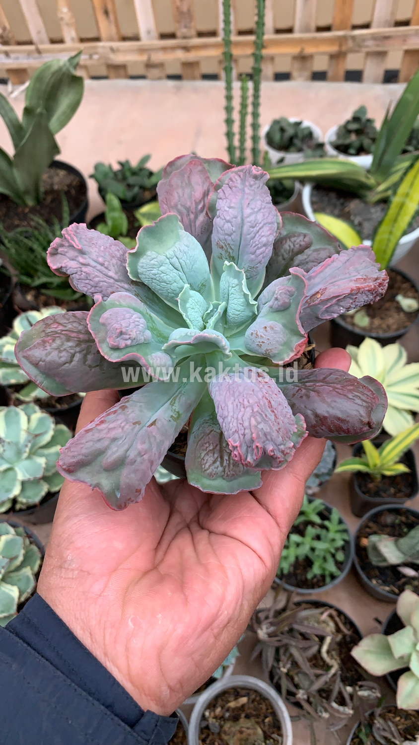 107. Echeveria Culibra - Image 2