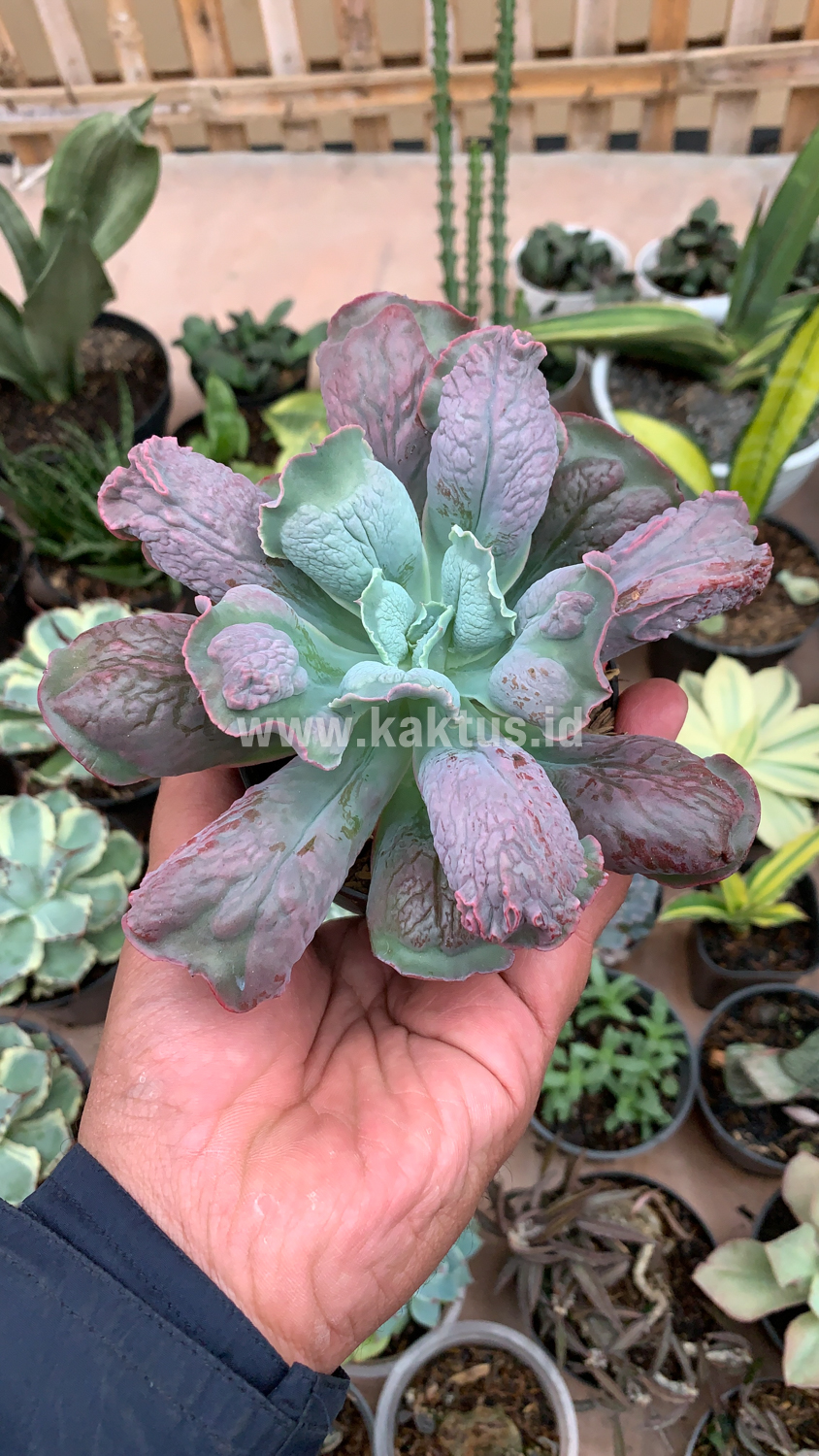 107. Echeveria Culibra - Image 10