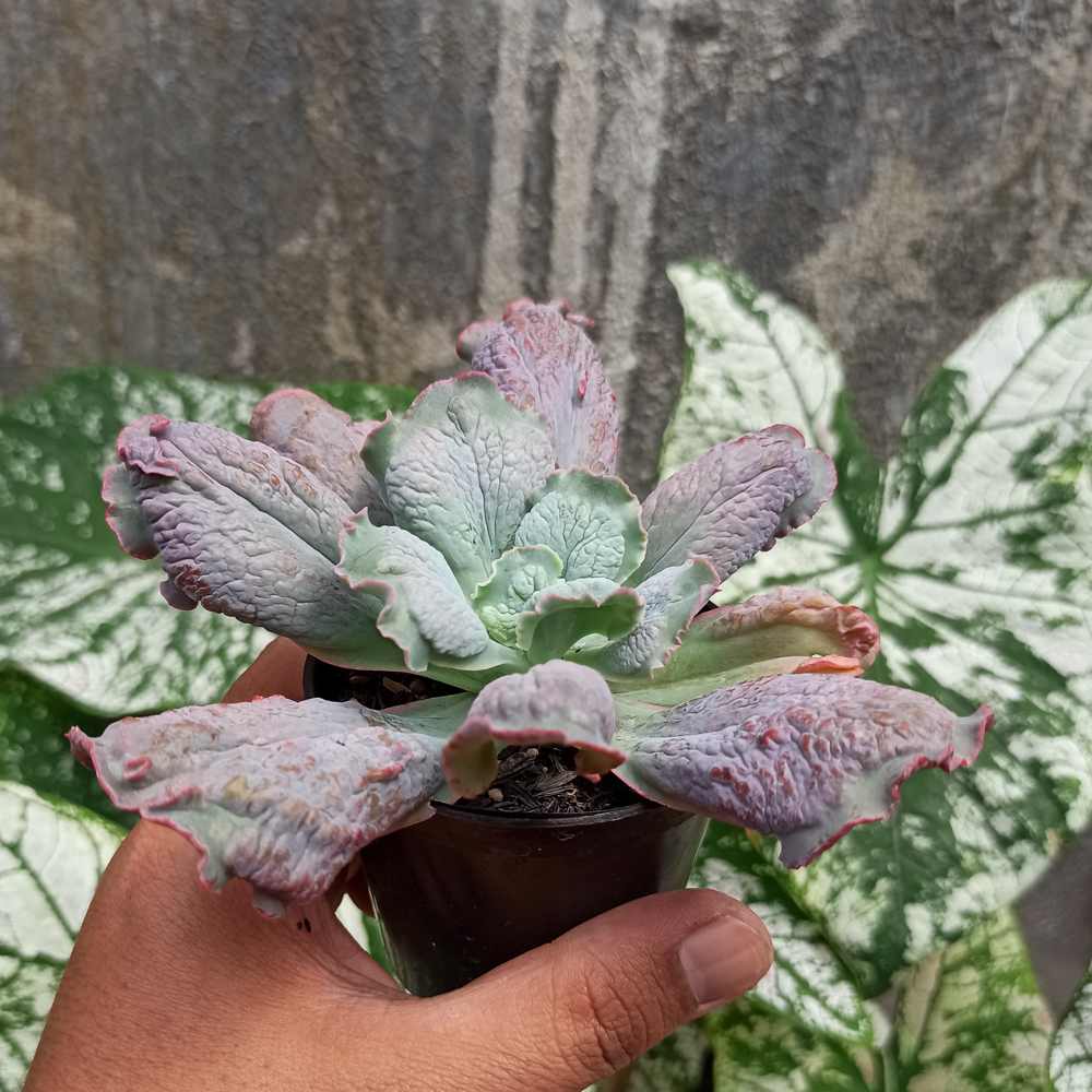 107. Echeveria Culibra - Image 11