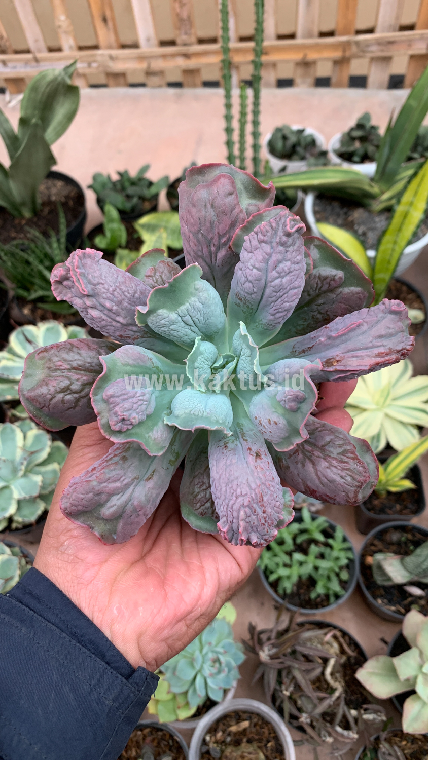 107. Echeveria Culibra - Image 12