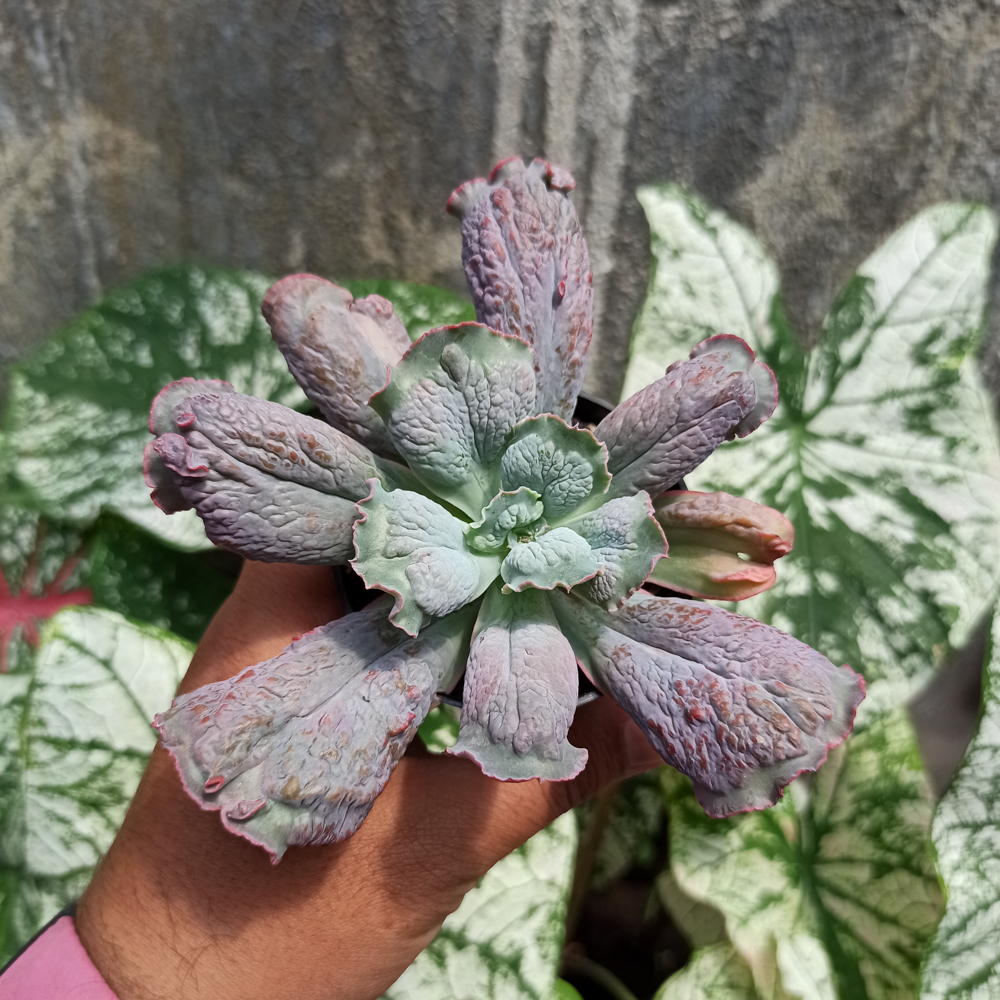 107. Echeveria Culibra - Image 3