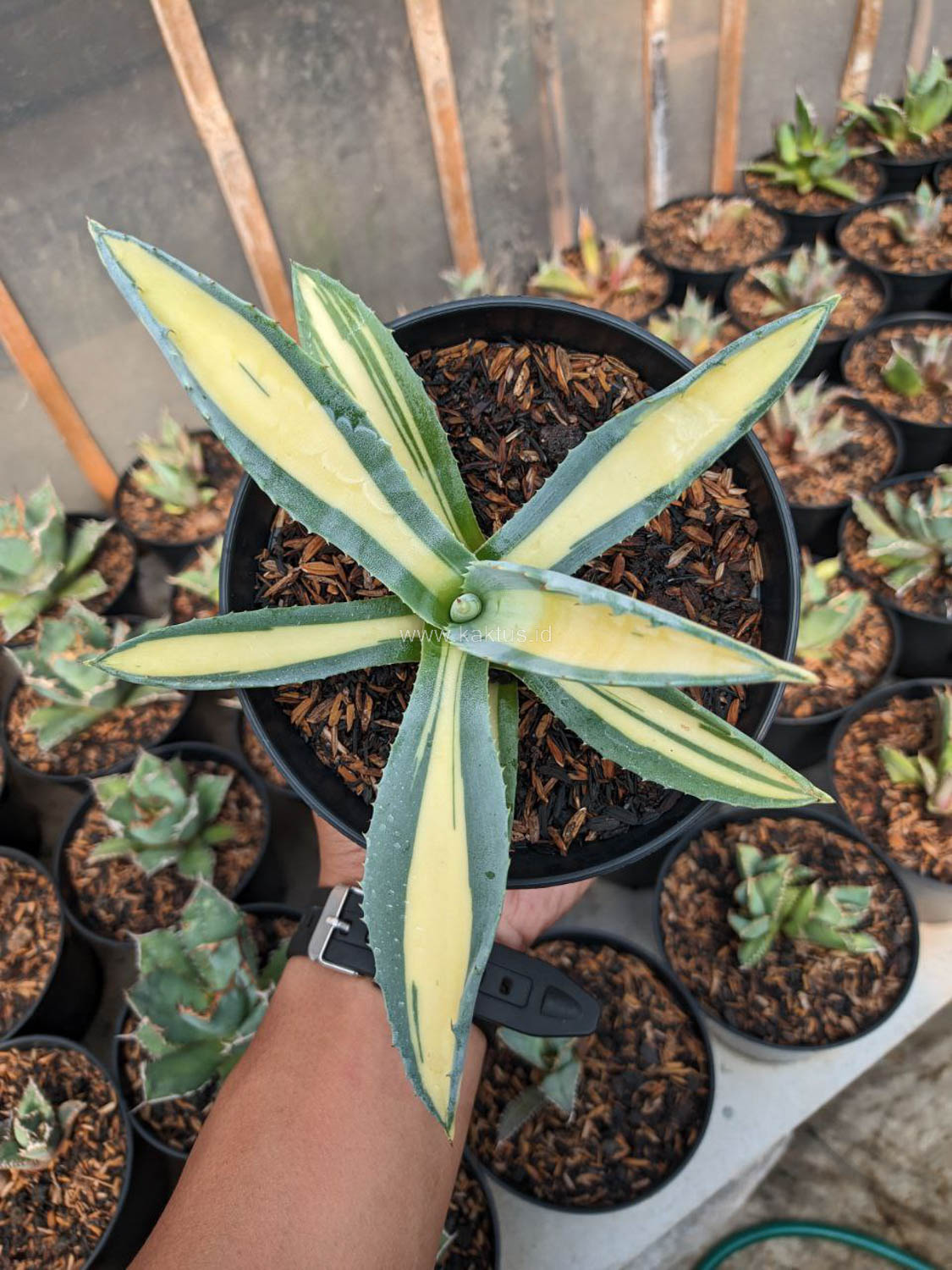 1070. Agave Americana Mediopicta Variegated - Image 7