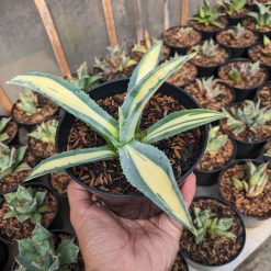 Alternative view of 1070. Agave Americana Mediopicta Variegated