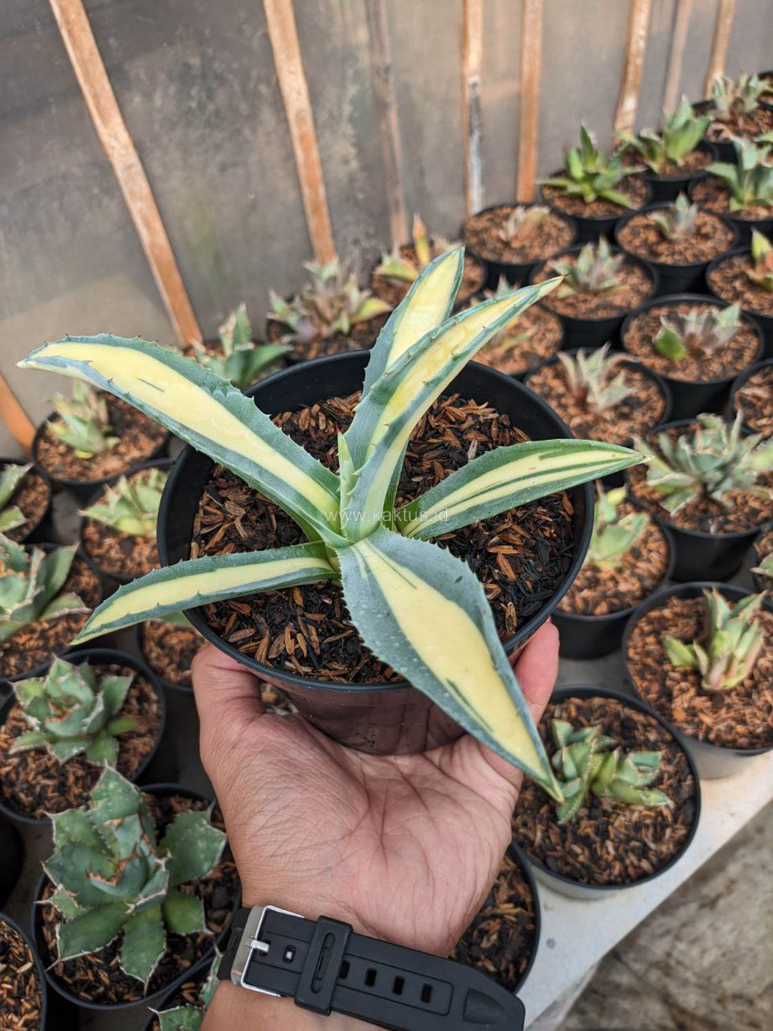 1070. Agave Americana Mediopicta Variegated - Image 2