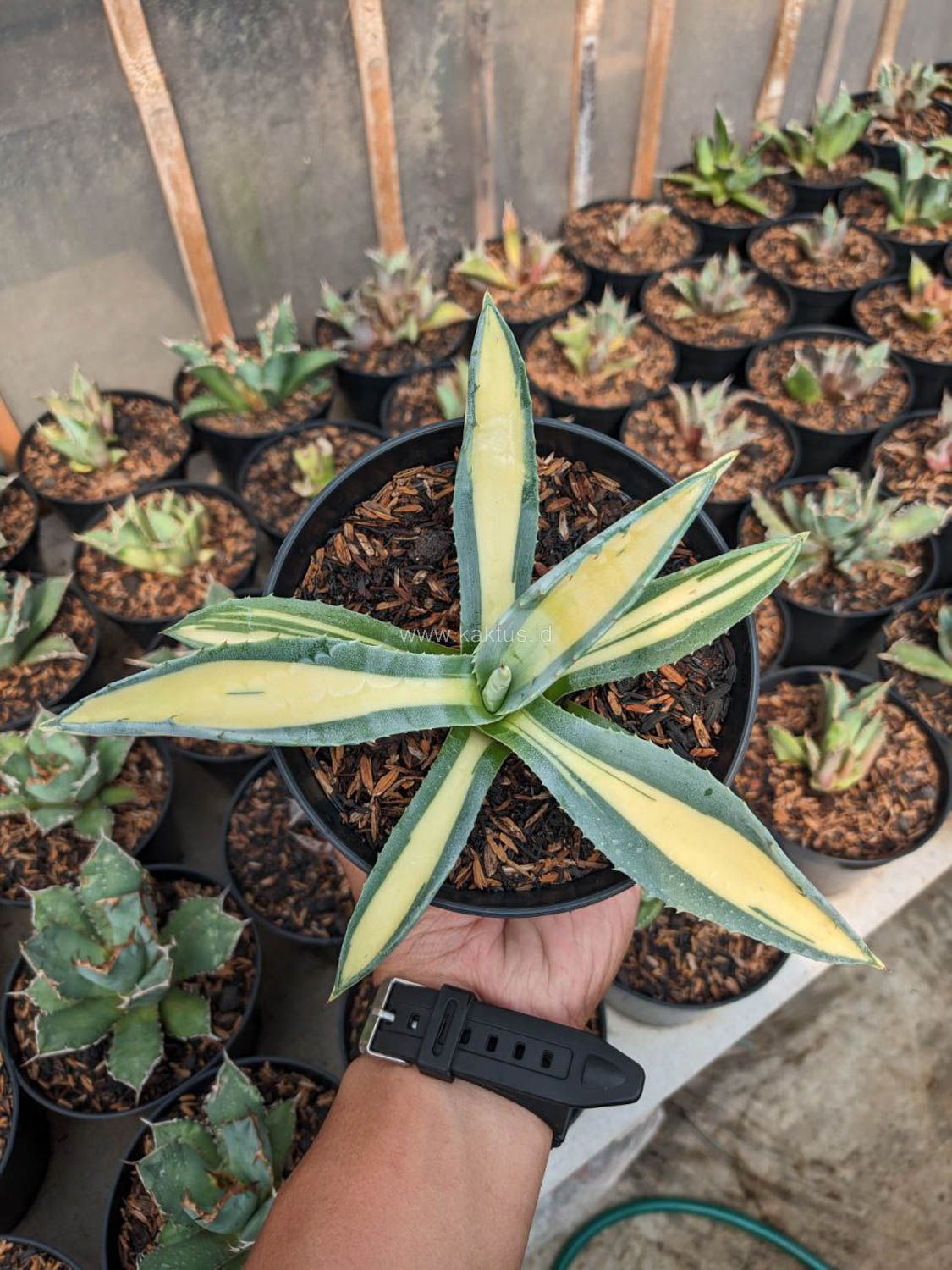 1070. Agave Americana Mediopicta Variegated - Image 3