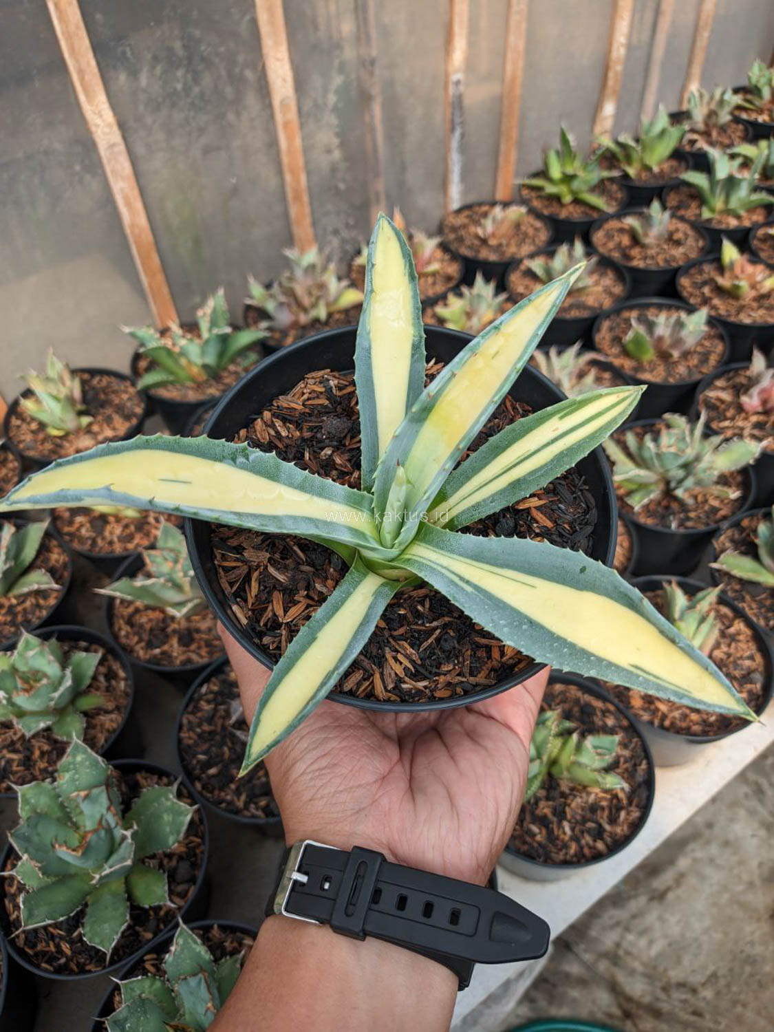 1070. Agave Americana Mediopicta Variegated - Image 4