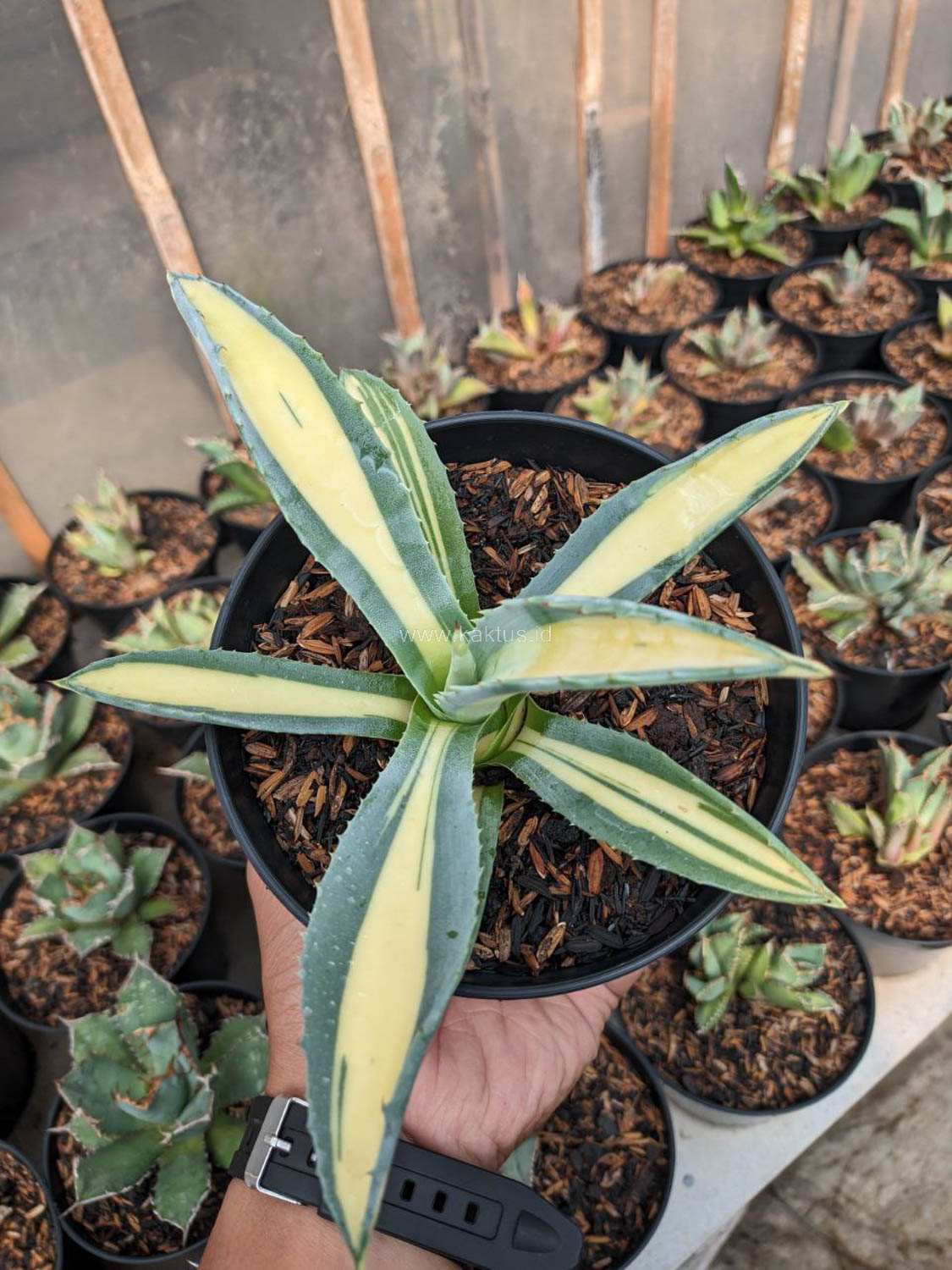 1070. Agave Americana Mediopicta Variegated - Image 6