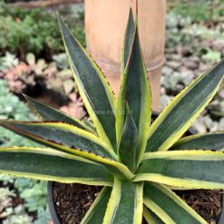 Alternative view of 1071. Agave Sun Glow