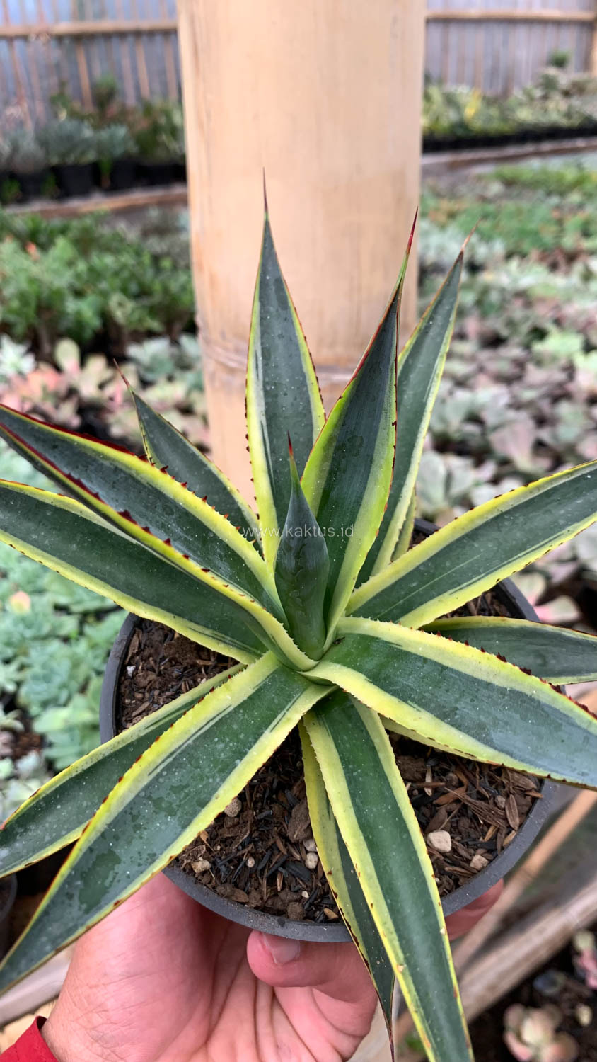 1071. Agave Sun Glow - Image 9