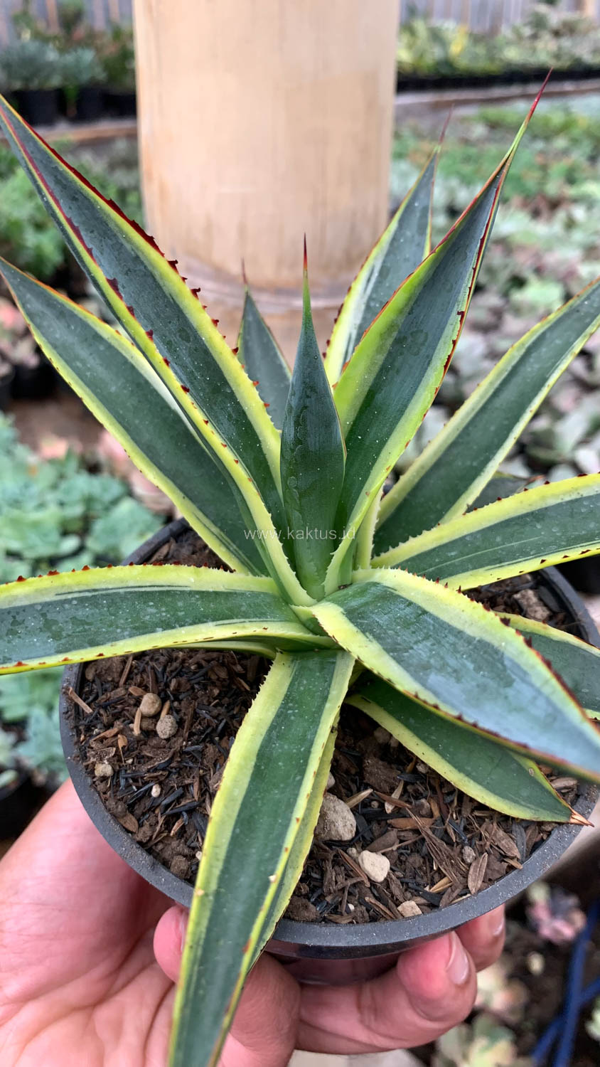 1071. Agave Sun Glow - Image 5
