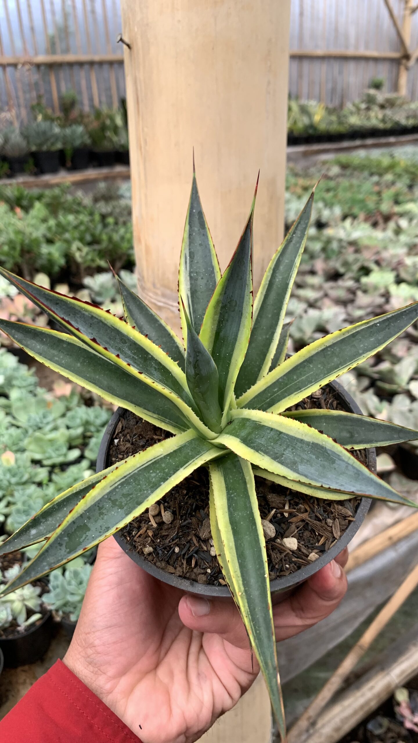 1071. Agave Sun Glow - Image 11