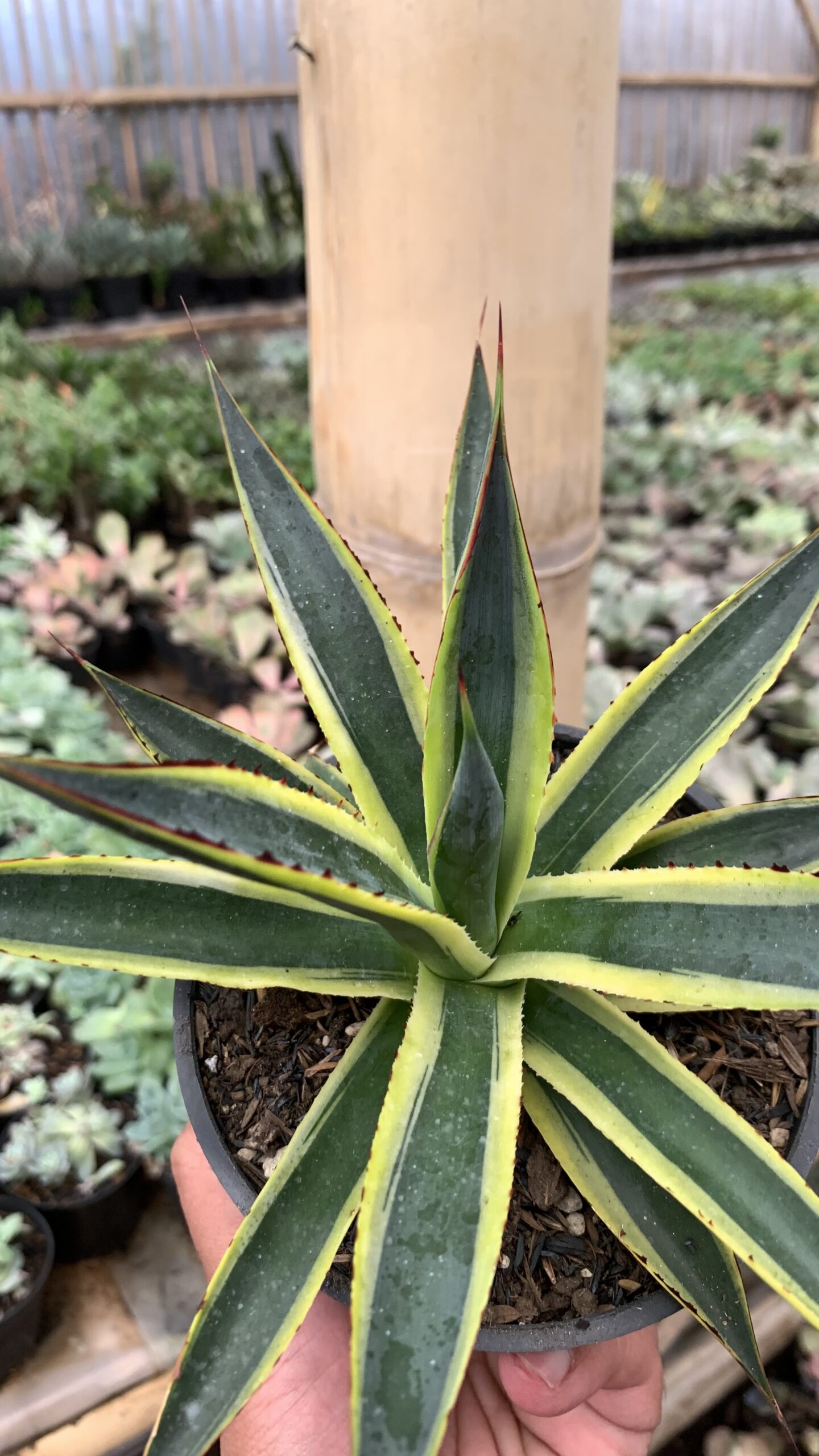 1071. Agave Sun Glow - Image 10