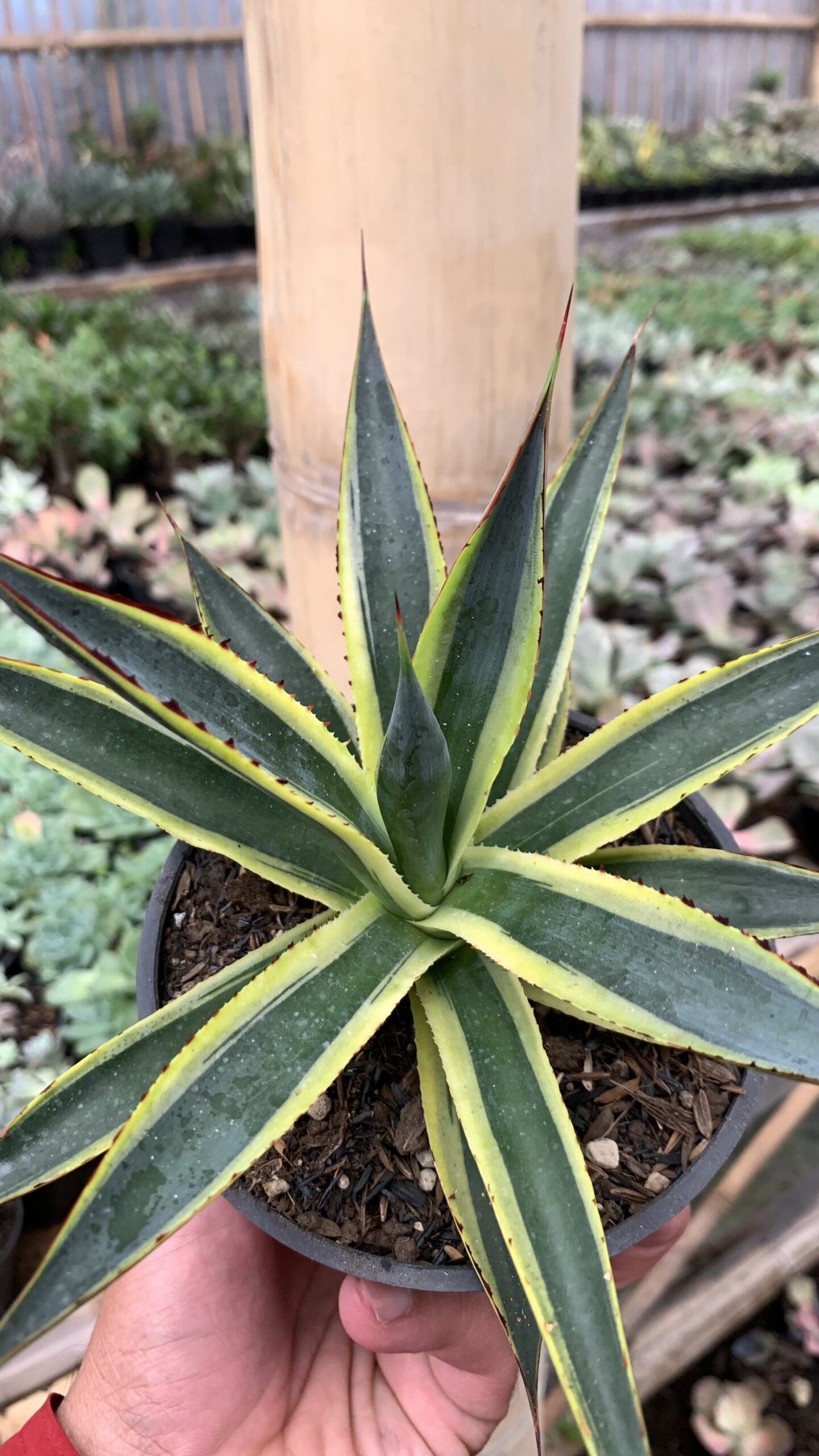 1071. Agave Sun Glow - Image 6