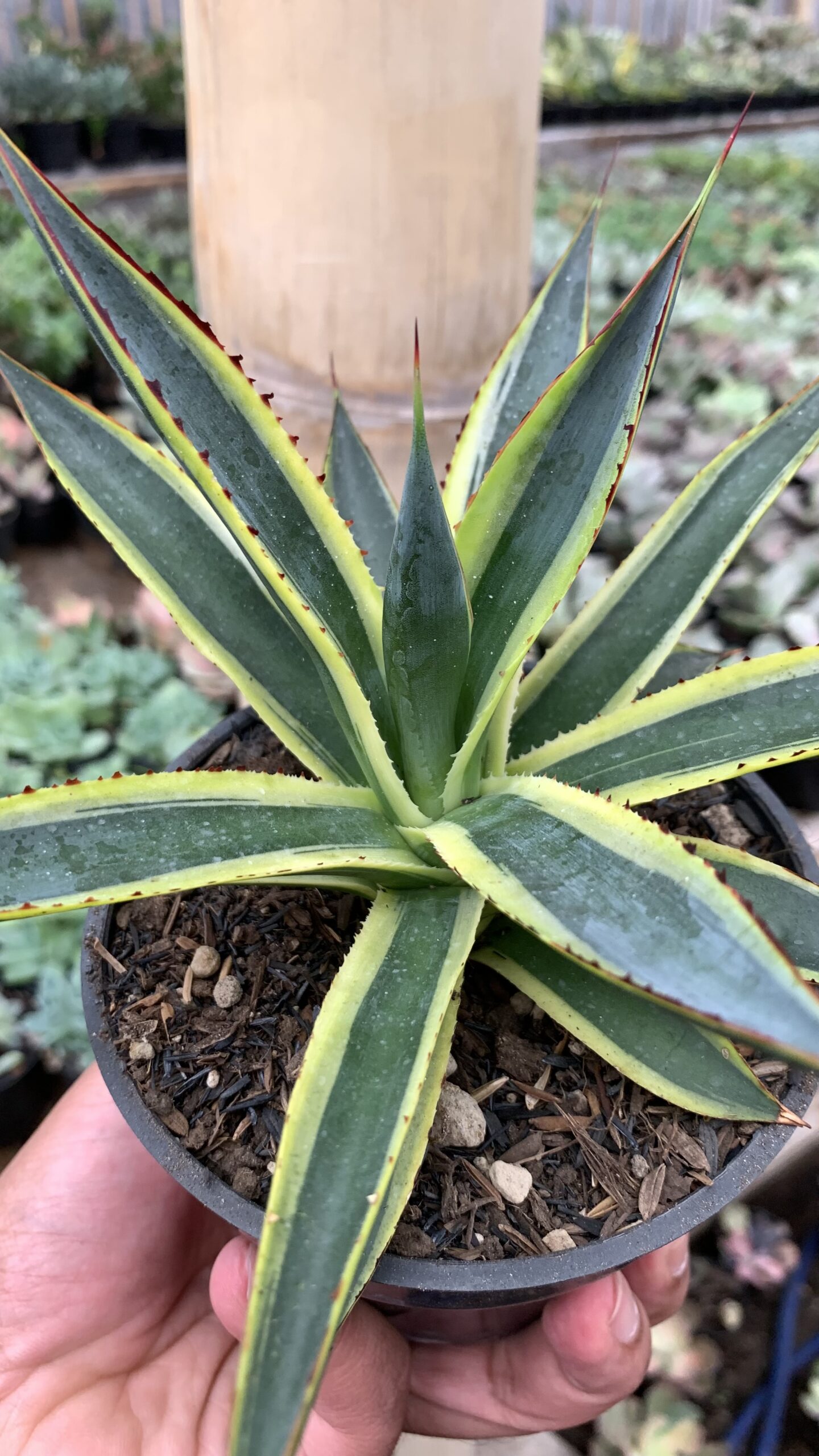 1071. Agave Sun Glow - Image 8