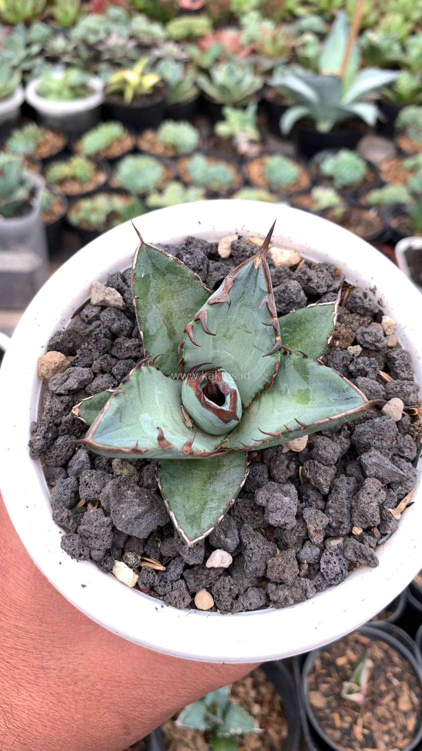 1072. Agave Black Fire - Image 8