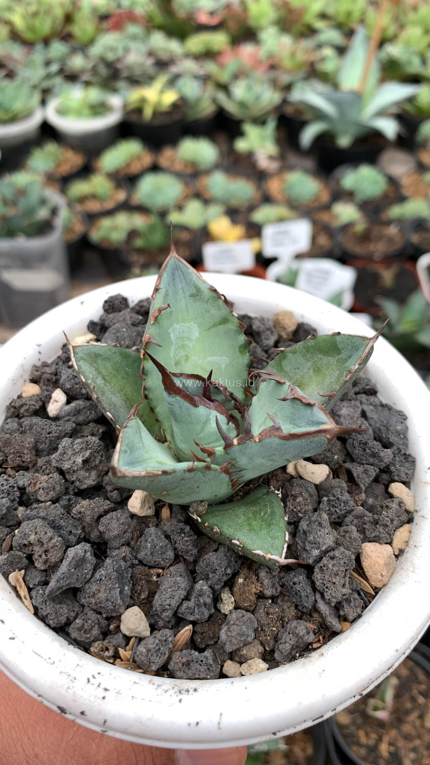 1072. Agave Black Fire - Image 7