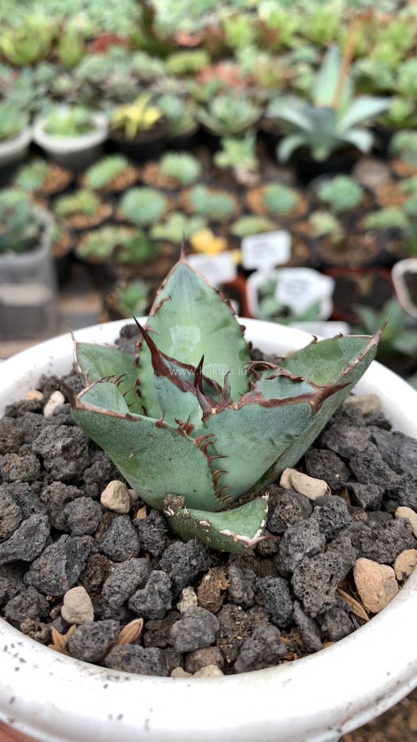 1072. Agave Black Fire - Image 6