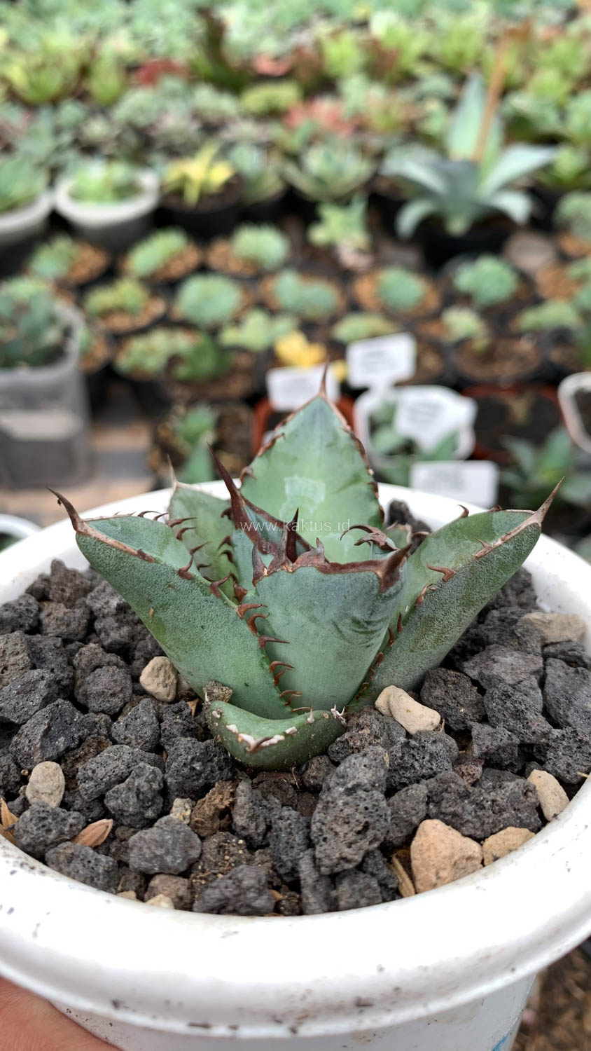 1072. Agave Black Fire - Image 5