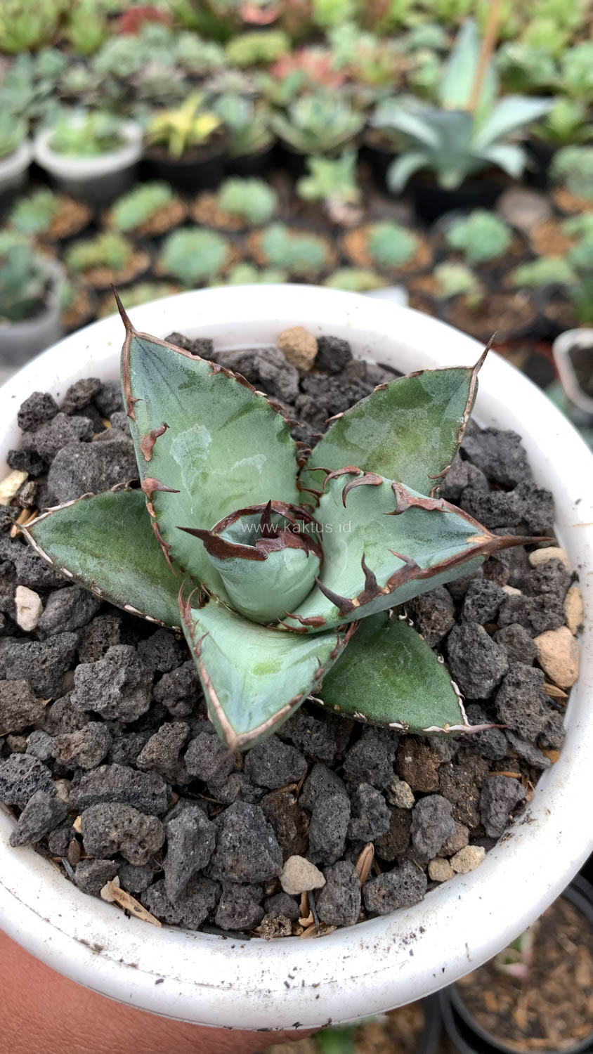1072. Agave Black Fire - Image 4